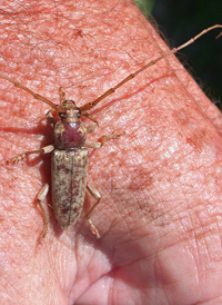 Hesperophanes pubescens